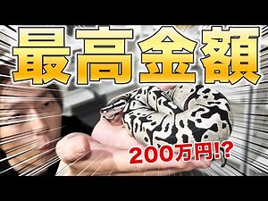 What's the Most Expensive Snake This Year? Ball Pythons and Morphs