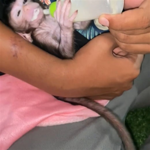 The baby monkey always vomits when it is breastfed, which worries the father. | Monkey poor1