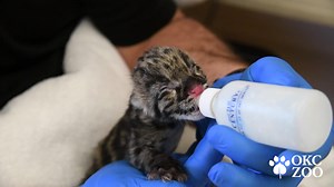 Cloudy with a 100% chance of cute! We're thrilled to announce the arrival of a rare clouded leopard kitten. Following approximately a 90-day gestation period, the OKC Zoo’s two-year-old female clouded leopard, Rukai, gave birth to a female kitten on Friday, August 6, 2021, at the Zoo’s Cat Forest habitat. Because this is such a significant birth, The Association of Zoos and Aquariums (AZA) Species Survival Plan® (SSP) for clouded leopards recommended the Zoo’s animal care experts hand-rear the k