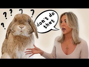 How To Communicate With Your Rabbit