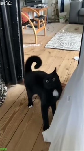 Cat Lover 😻 Try not To laugh 🥰 # Part 7936