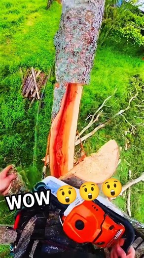 #treefelling #logging #fall #tree #trees #woodworking #wood #shortsfeed #shorts #woodstatue #stihl