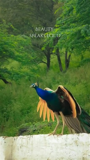 Jungle on Instagram: "A male Indian peafowl displays his iconic train—an elaborate fan of iridescent feathers marked with eye-like patterns called ocelli. This display is primarily used during courtship, where symmetry, feather condition, and movement play a key role in attracting females. Each feather reflects light differently depending on angle, creating shifting greens, blues, and golds. The peacock doesn’t rely on aggression or speed here—this is evolution through elegance. Even slight rust