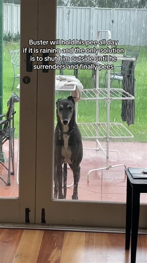 Understanding Your Dog's Bathroom Habits