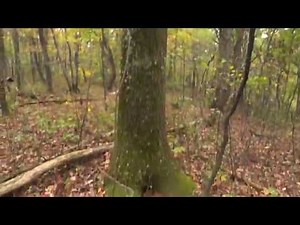 #81 Finding Firewood, Managing Your Woodlot