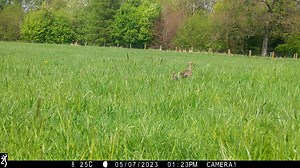 It’s World Curlew Day! The UK’s curlew population is in steep decline, in the last 25 years the population has fallen by 48%. The UK is home to approximately a quarter of the global breeding curlew population, which have now been identified globally as a ‘near-threatened’ species (the same category as jaguars, which means extinction is likely in the future). Reasons for their decline are complex but studies have shown high levels of predation on nests and chicks are a likely cause. The RSPB stat