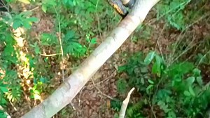 1.4M views · 27K reactions | Berburu Kijang Hutan dari Atas Pohon/ nyopeng.. | Yatno Poah | Facebook