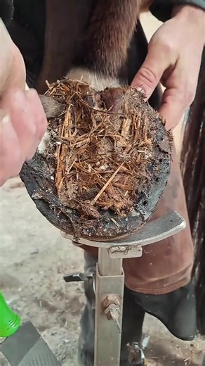 Exploring the Art of Farriery: A Look into the Craft