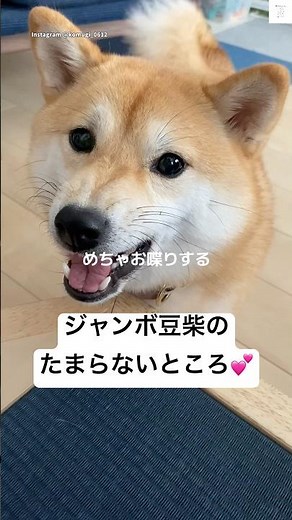 This jumbo miniature Shiba Inu is so cute💕 #MiniatureShibaInu #ShibaInu #Dog #Cute #CuteDog