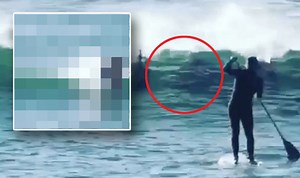 Incredible moment diving dolphin knocks surfer off his board