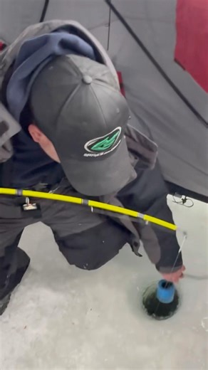 FLASHER Ice Fishing 🎣 PERCH #shorts #icefishing #whiteperch #spikesandgills