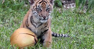 Presentan cachorro de tigre en Zoológico de Miami