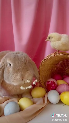 Themify App - Widgets & Themes on TikTok