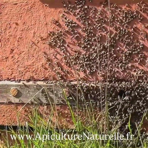 LAISSONS LES ABEILLES FAIRE – Essaimage naturel dans notre ruche horizontale « MELLIFERA »