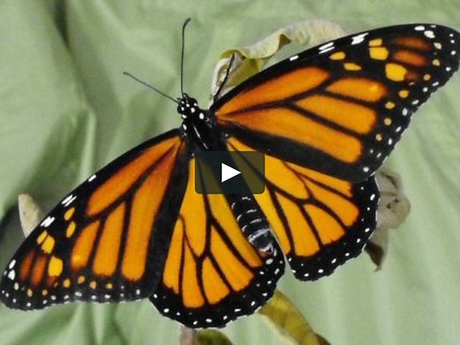 Change & Wonder: A Butterfly Complete Metamorphosis