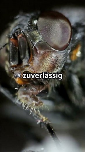 Entdecke erstaunliche Fakten über Fliegen! ✨