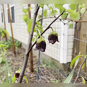 1.5K views · 23 reactions | How many pawpaw tree varieties do you need for optimal fruit production? | Plant Fanatics | Facebook