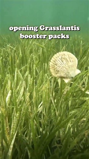 opening grasslantis booster packs trying to chase the sauntering scalop