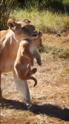 A Lioness Carrying Her Cub (Maasai Mara National Reserve, Kenya)