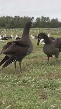 Courtship Dance of The Black Footed Albatross #birds