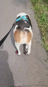 17K views · 1.7K reactions | Ever wonder why I only need booties on...