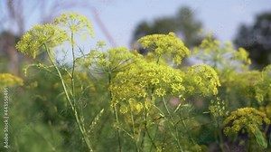 Dill. Fennel. Anise. Plants bloom with yellow flower heads growing in the field reeling in the wind. Stock Video