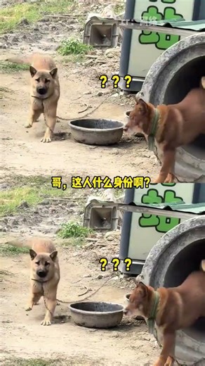 Unbelievable First-Time Thunder Reaction on a Pup's Face! 😱 Unexpected Dog Cute