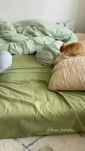 thelandofbunny su TikTok