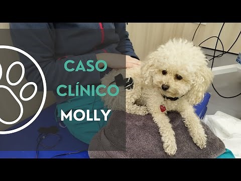 Tratamiento de rehabilitación en luxación de rótula en perro