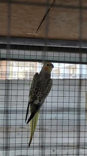 Lutino cockatiel in a cage (rare 🕊️)