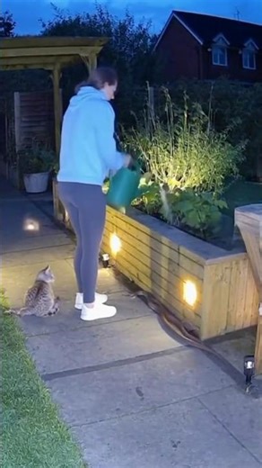 cat attack snake save women,🥹🥹#foryou #cat #women #snake