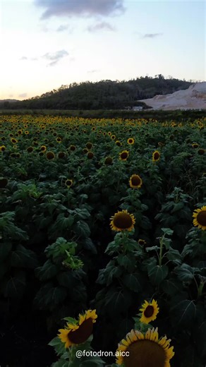 Explora el Paisaje de Girasoles con Drones