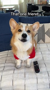 Can’t even make it through the opening credits #relatable #doglover #doglife #movienight | Hammy & Olivia