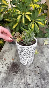 81K views · 2K reactions | Let’s make a little succulent arrangement  | Unique Succulent Designs | Facebook