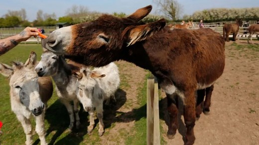 Meet the world's biggest DONKEY which towers over sanctuary staff