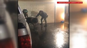 Apparently deputies with the Mariposa County Sheriff's Office double as pig-wranglers! The Sheriff's Office wrote on Facebook, "Typically we aren’t shouting to suspects, 'Not by the hair on my chinny chin chin!' Typically we aren’t waving our arms and shouting, 'Here, piggy piggy! Get in this trailer or we will huff and puff and...' But last night wasn’t typical - that's for sure." https://kmph.com/news/local/loose-piggies-terrorize-woman-in-mariposa-county-until-deputies-step-in | FOX26