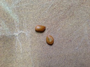 Seed Scarification Techniques | Scarify Your Seeds - A How To