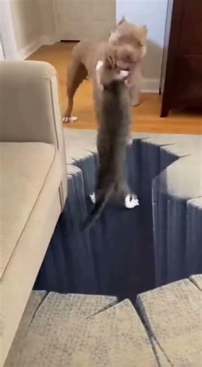 CAT PUSHES DOG INTO THE ABYSS?! 😱 Hilarious 3D Optical Illusion Prank Gone Wrong!