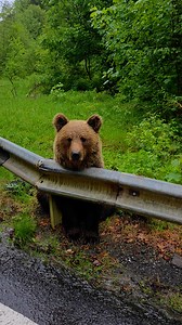 Ditamai pădurea și ei tot la cerșit stau :)) vreo 8 Martinei am văzut pe drum. #Transfăgărășan #road #bears #ursi #lacersit #trendingreel #trendingvideo #trendingnow #viral | Oana Radu