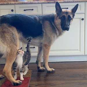 569K views · 23K reactions | German Shepherd Dog Anya plays with rescue kitten Munchie | ANYA the German Shepherd Dog | Facebook