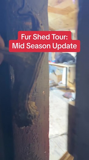 A tour of the fur shed and our setup for processing fur. Were over half way through the beaver season in NH so the shed is in full swing #fur #realfur #furshed #newenglandnaturals