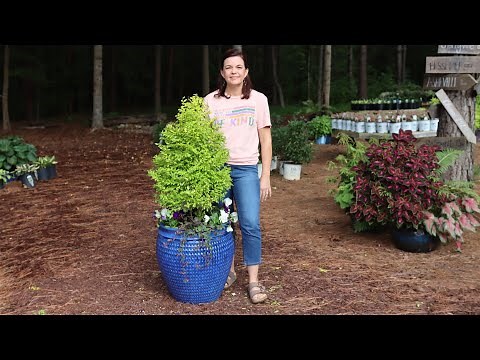 Sunshine Ligustrum Topiary Fall Container // Gardening with Creekside