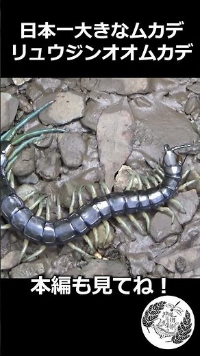 日本一大きなムカデ‼ リュウジンオオムカデ #沖縄の生き物 #ムカデ #centipede