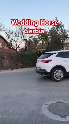 "Romantic Carriage Rides: Horses in Serbian Weddings