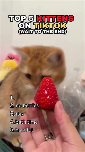 5 Kittens That Officially Rule TikTok in 2026 #rankkings #cute #cuteanimals #cats #kittens #tiktok