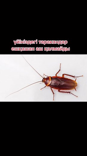 #ешкашанашкалмайтынпале