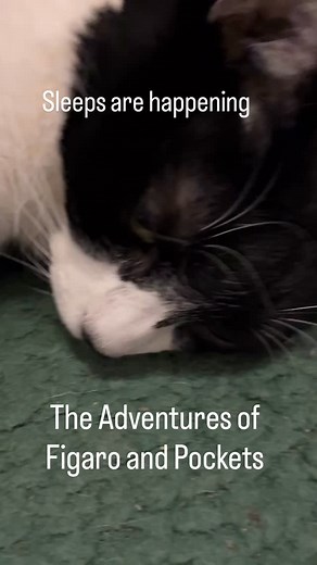💤 #cat | The Adventures of Figaro and Pockets