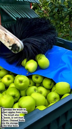 All-in-One Apple Harvester – Harvest and Clean at the Same Time!