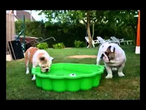 CHANSON POUR LES CHIENS.mp4