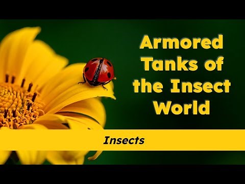 CKLA Grade 2 Domain 8 Lesson 7 Armored Tanks of the Insect World